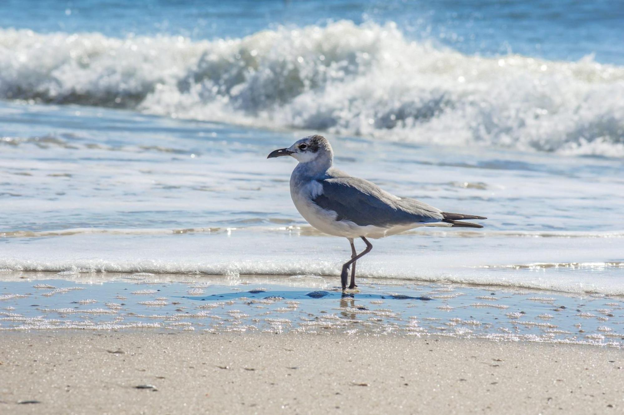Super Cute With Deeded Beach Access Gulf Shores Exterior foto